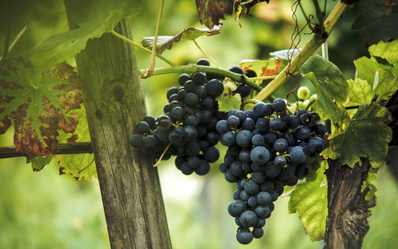 crop, healthy eating, grape, green, vineyard, 720P, plantation, agriculture, green color, freshness, nature, ripe, food, fruit, leaf, food and drink, plant