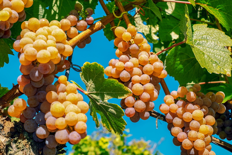 agriculture, leaf, plant, no people, vines, nature, ripe, close-up, winegrowing, bunch, outdoors, sweet, food, day, wellbeing, tree, grapevine, rowanberry