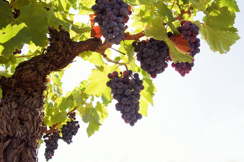 wine, summer, outdoors, branch, fruit, healthy Eating, vineyard, rod, bunch, sunlight, backgrounds, harvesting, grape, tree, agriculture, green Color, wellbeing