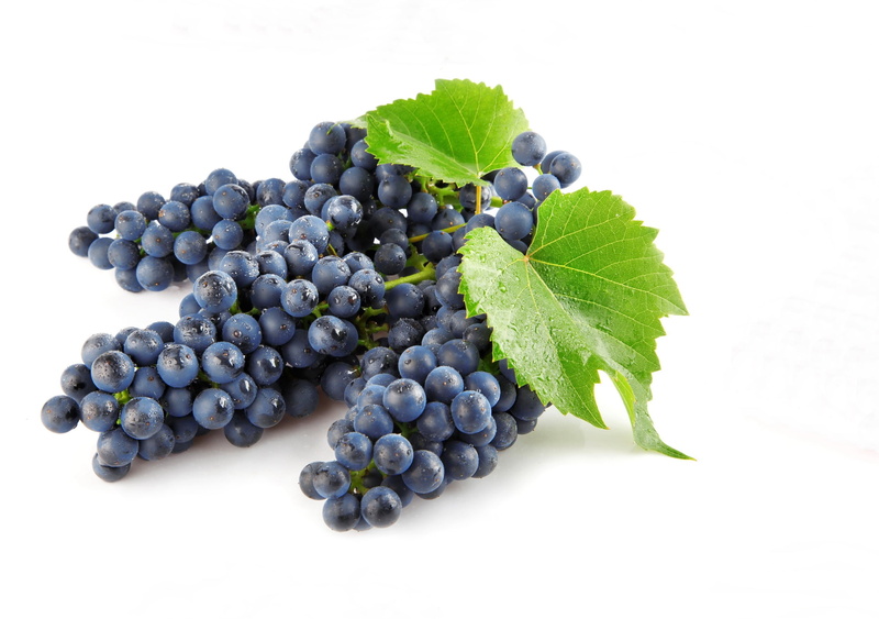 green Color, winemaking, nature, grapes, rural Scene, growth, blue, branch, wine, summer, studio shot, vine, winery, red, agriculture, food And Drink, vineyard