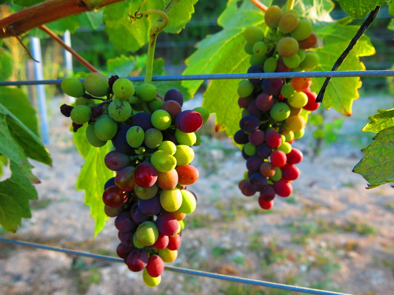 focus on foreground, grapes, close-up, freshness, plant, growth, healthy eating, 4K, ripe, agriculture, grape, vineyard, winemaking, outdoors, no people