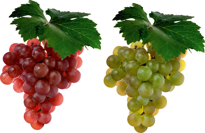 no people, plant, bunch, ripe, food and drink, cut out, close-up, grapes, leaf, vines, branches, two, red, white, wellbeing, growth, studio shot, white background