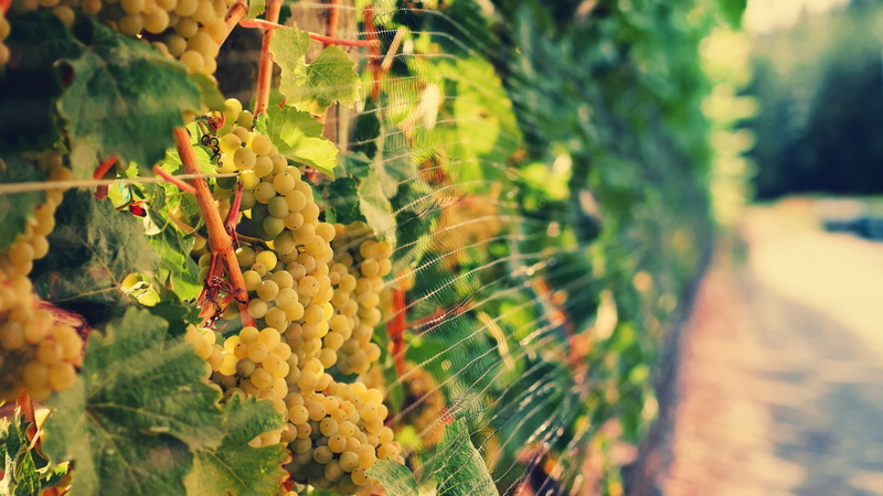 focus on foreground, 1080P, beauty in nature, leaf, bunch, close-up, freshness, plantation, vineyard, no people, plant part, fence, outdoors, winemaking