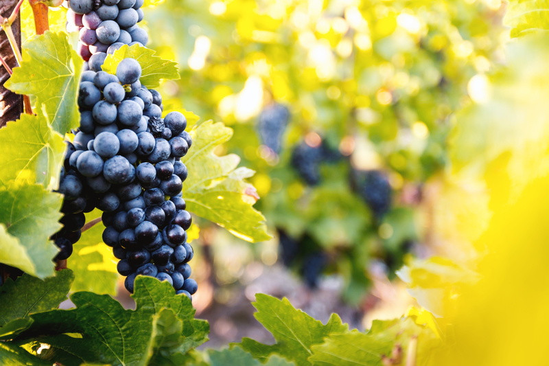grape, nature, outdoors, wellbeing, ripe, no people, red grape, bunch, grapes, growth, fruit, wine, agriculture, vineyards, healthy eating, leaf, food and drink