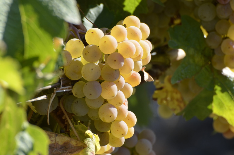 winemaking, outdoors, vineyard, agriculture, plant part, sun, food and drink, day, close-up, autumn, freshness, grapevine, fruit, growth, plant, 4K, light