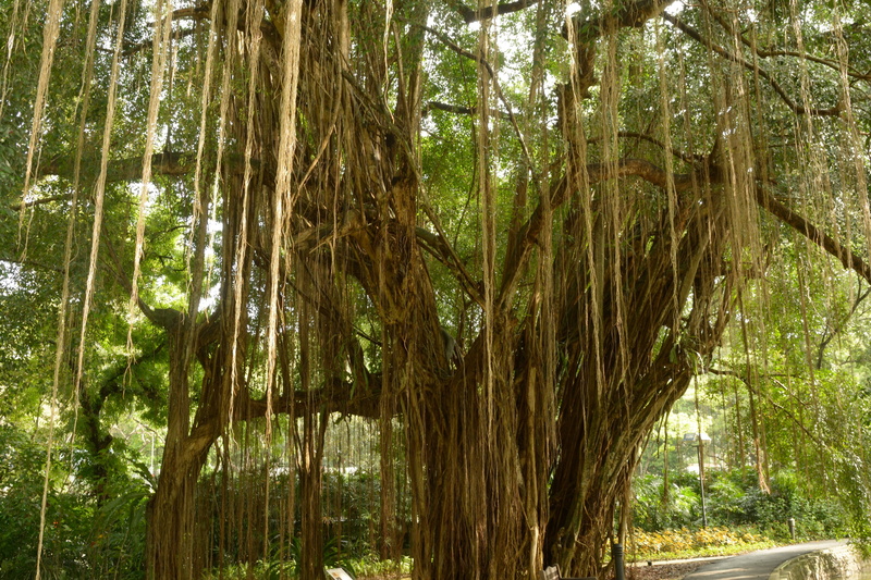 day, nature, agriculture, river and road edge, branch, photo, aerial roots, lush foliage, tree, banyan, green color, land, forest, woodland, tranquil scene