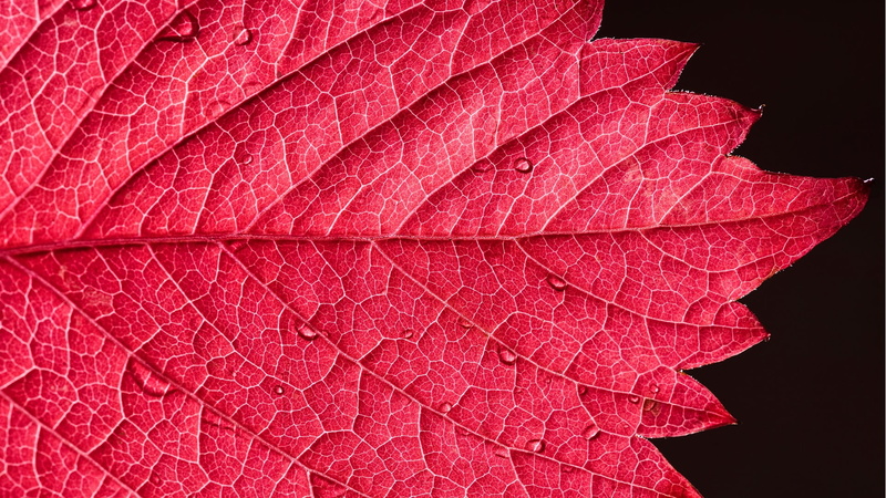 pattern, studio shot, natural pattern, autumn, no people, natural condition, leaf vein, change, leaf, growth, beauty in nature, water drops, black background