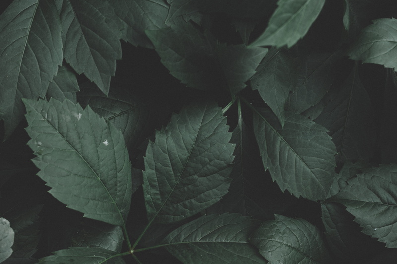 freshness, backgrounds, leaf vein, growth, nature, high angle view, food and drink, leaf, color, full frame, outdoors, plant part, russia, close up, plant