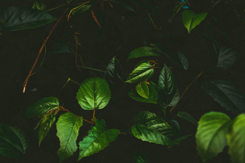 plantation, leaf vein, green color, background, growth, food and drink, leaf, texture, 1080P, beauty in nature, directly above, vulnerability