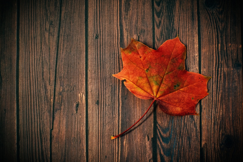 brown, table, autumn collection, dry, natural condition, change, rustic, fall, minimal, maple leaf, autumn, no people, wood, plant, wood - material, nature