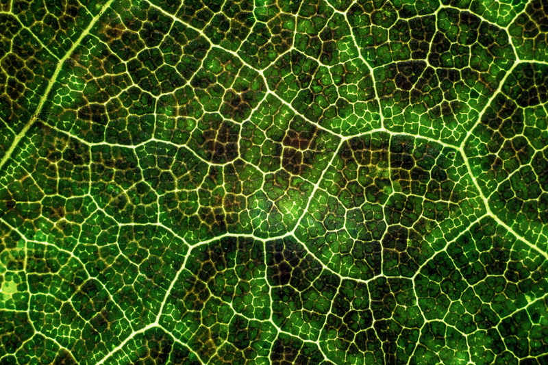 surface, green, macro, veins, leaf, plant, lines, texture, 5K, photosynthesis
