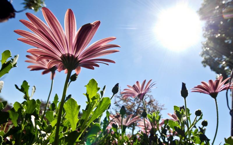 nature, sun, flower, 2K, photosynthesis