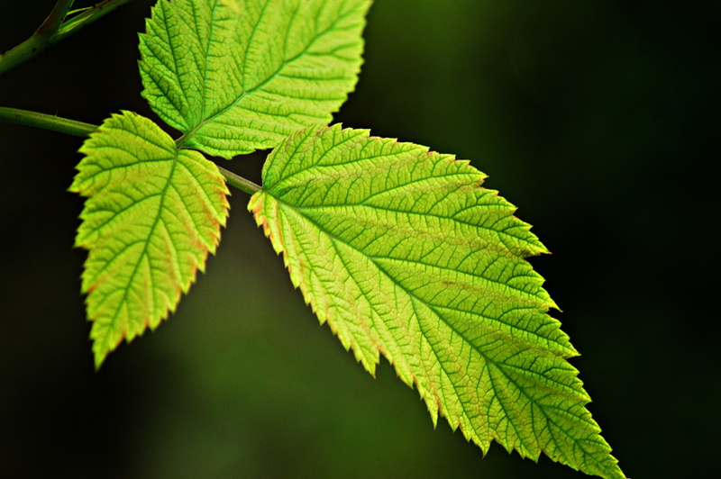 selective focus, pattern, leaf vein, tree, tranquility, black background, plant part, no people, day, green color, outdoors, vulnerability, leaf, beauty in nature