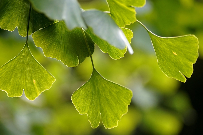 fragility, young gingko tree, branch, leaves, china, growth, grüne, flora, photosynthesis, close-up, plant, ginko tree, plant part, medicinal plant, outdoors