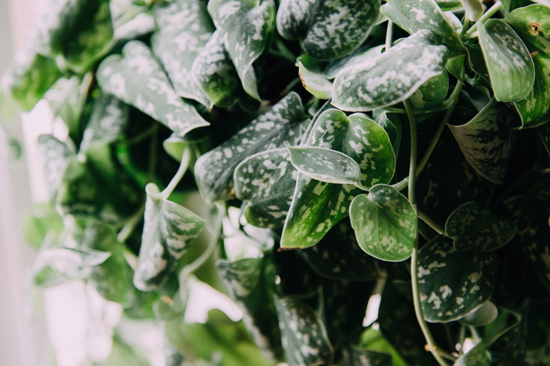 oxygen, carbon dioxide, vegetable, life cycle, dwell, healthy eating, photosynthesis, life, natural, plant part, wellbeing, focus on foreground, selective focus