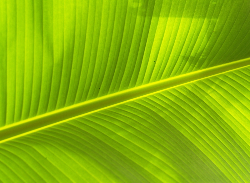 vibrant color, Background, Lines, pattern, leaves background, environment, fresh, life, seasons, texture, nature, pleasant, plant, palm tree, grow, Leaf