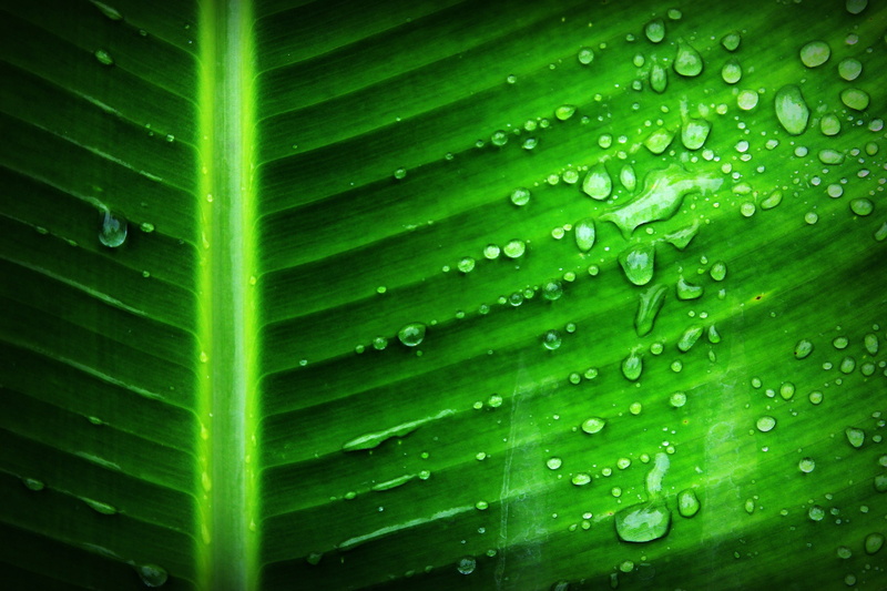 chlorophyll, veins, water, tree, detail, plant, photosynthesis, lush, selective, pattern, wet, beauty in nature, nature, daytime, green color, backgrounds