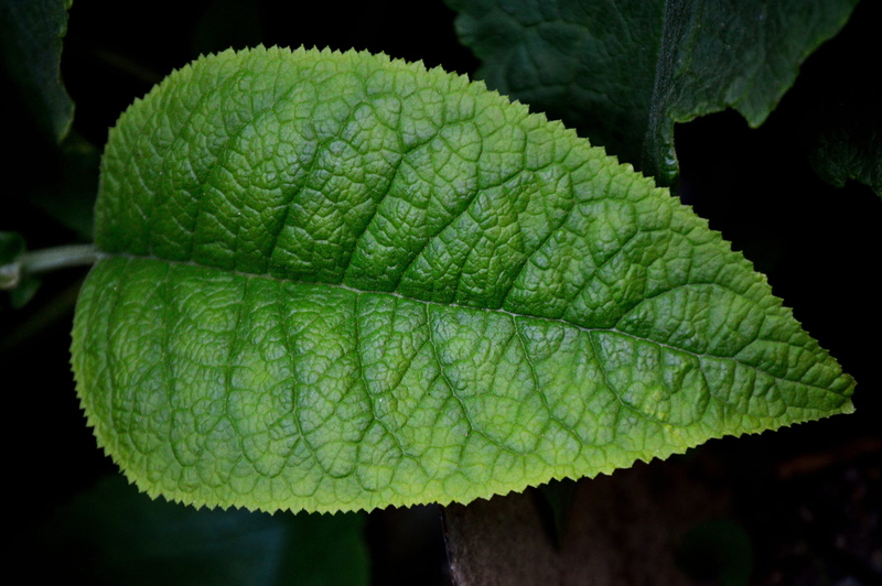 green color, open air, macro, leaf, approach, beauty in nature, plant part, ecology, wild, leaves, growth, studio shot, wild nature, fresh, textured, detail