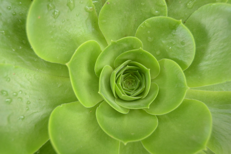 flower head, drop, backgrounds, succulent plant, leaf, leaves, beauty in nature, day, chlorophyll, close-up, green leaves, no people, plant, concentric