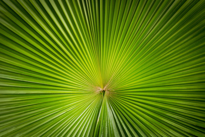 nature, symmetry, striped, pattern, 2K, minimalism, no people, beauty in nature, tree, green, concentric, outdoors, freshness, leaf, rainforest, abstract