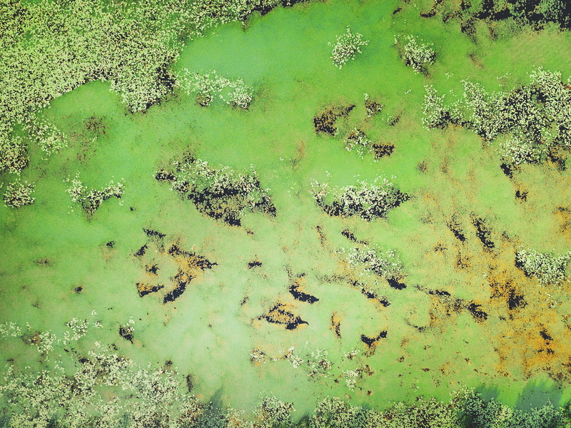 dji, damaged, color Image, multi Colored, yellow, photosynthesis, material, rusty, mottled, texture, water, green, colors, textured, weathered, lichen
