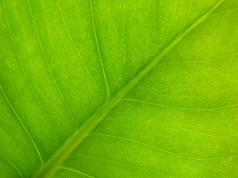 leaf, 4K, beauty in nature, plant part, vegetable, freshness, full frame, pattern, nature, day, green, textured effect, close-up, texture, leaves, vulnerability