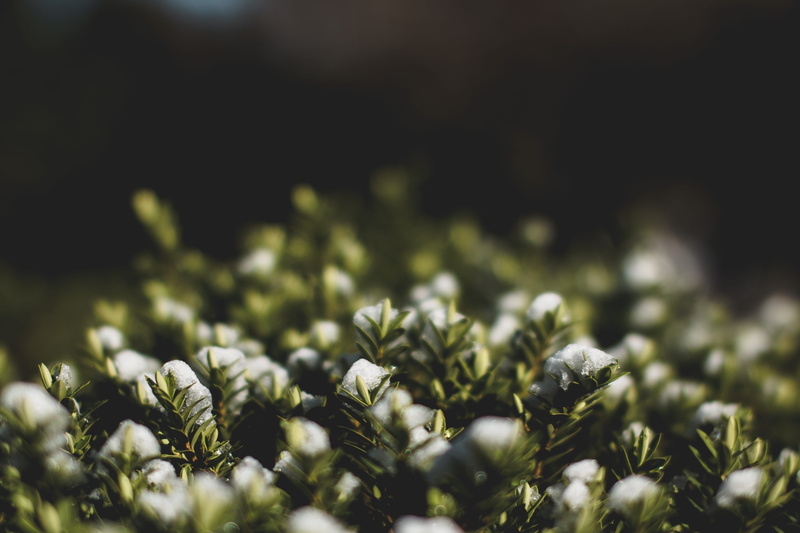leaf, vulnerability, e, h, c, green color, i, f, j, p, growth, m, selective focus, fragility, freshness, beauty, k, a, n, tranquility, day, flower, plant