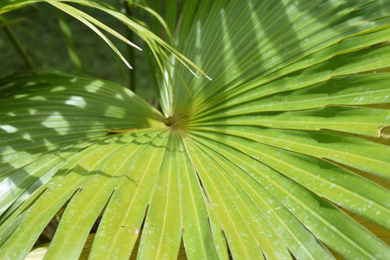 green color, growth, green, palm leaf, natural pattern, botanical, paradise, forest, beauty in nature, Tropical, fragility, tree, Jungle, Palm, freshness