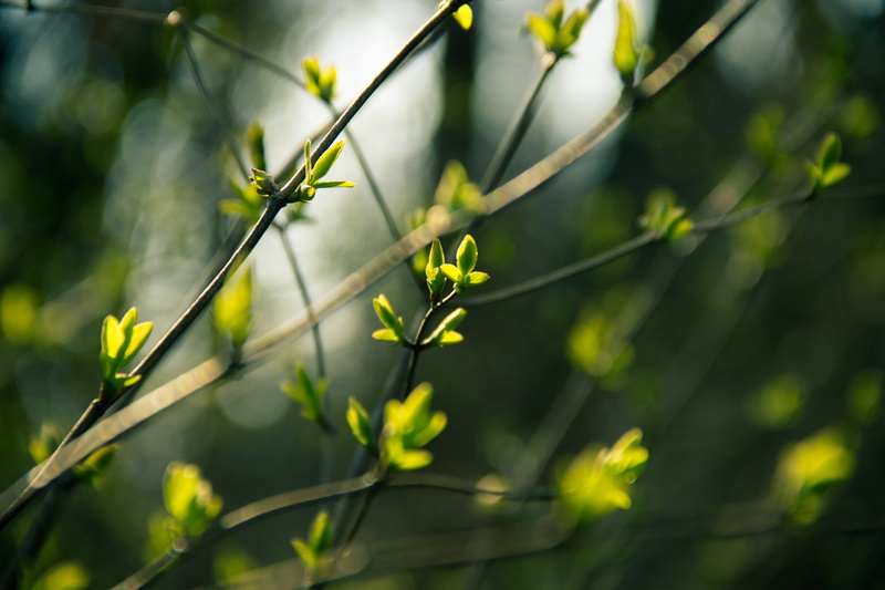 plant, focus on foreground, growth, sunlight, green, day, beauty in nature, selective focus, vulnerability, bright, tranquility, green color, nature, leaf