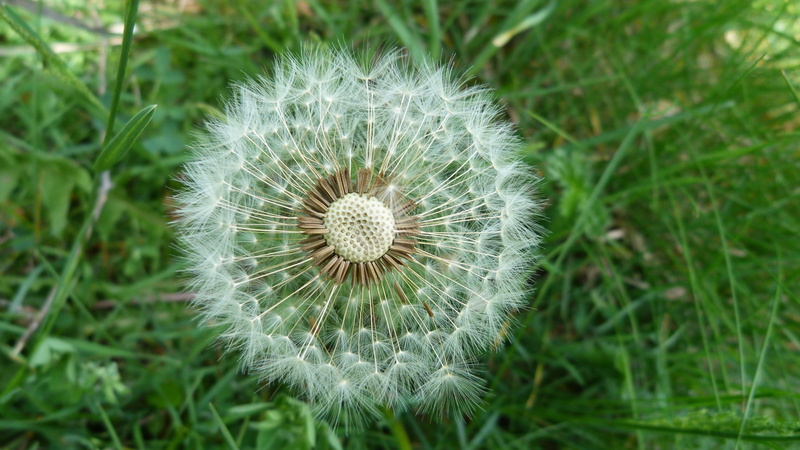 macro, contrast, 4K, green color, softness, outdoors, damaged, flowering plant, plant, close-up, dandelion, land, plants, field, wind, light, inflorescence