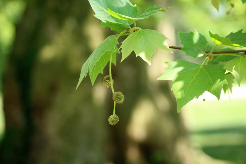 leaves, day, tree, tranquility, vegetation, photosynthesis, sunlight, platan klonolistny, 5K, focus on foreground, leaf, selective focus, fruit platana