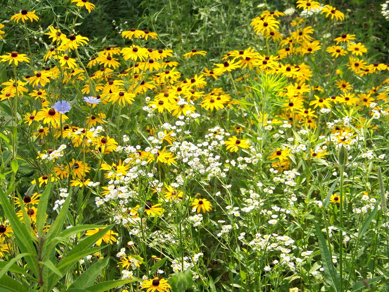 day, scenic, bloom, outdoors, vulnerability, garden, green color, inflorescence, vibrant, park, foliage, Field, flower head, bunch, freshness, yellow, botany
