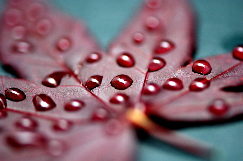 Japanese Maple, leaf, stem, Nature, botany, biology, tree, leaf  spring, selective focus, horticulture, 2K, sunshine, love, H2O, Nikon, Nikkor, f 2.8