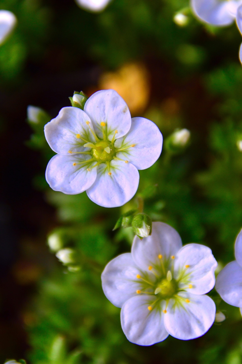 leaves, flowering plant, freshness, spring flower, environment, petal, beauty in nature, bright, close-up, beauty, relaxation, white flower, growth, purity
