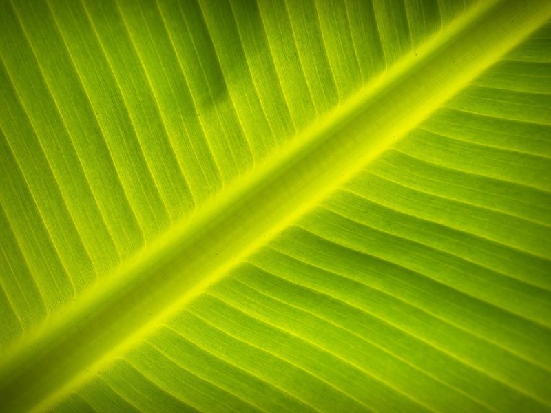 element, fresh, background, spine, outdoors, summer, palm tree, 2K, natural, abstract backgrounds, plant, leaves, life, no people, leaf vein, flora, symmetry