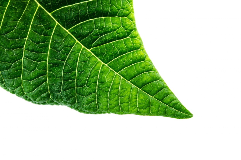 plant, organic, greenish, simple, 1080P, green color, close, leaf vein, foliage, bright, white background, dew, dramatic, plant part, vein, no people