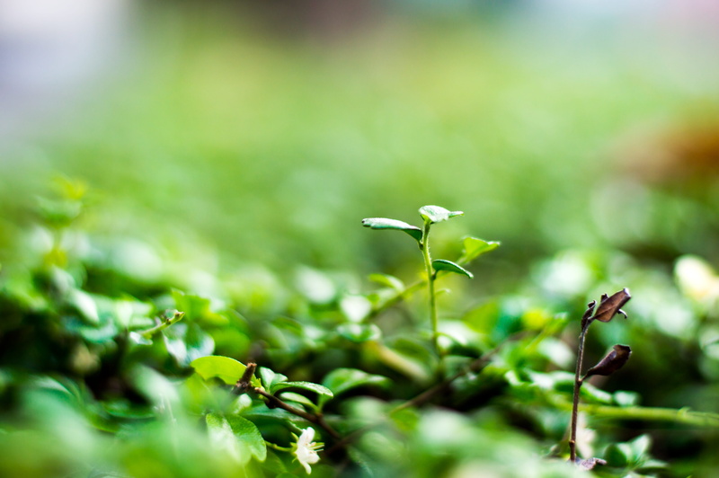 leaf, sprout, selective focus, tranquility, green color, beginnings, soil, flower, vulnerability, no people, plant, day, ecology, beauty in nature, plant part