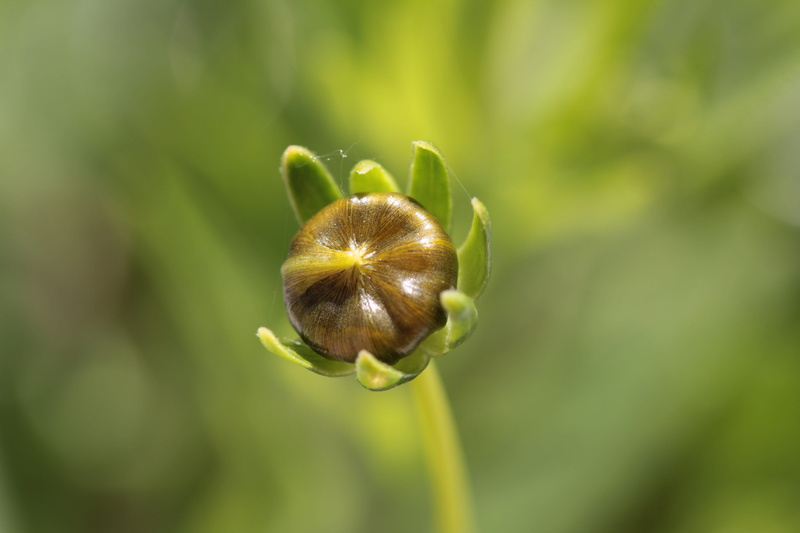 plant part, flora, freshness, plant, 5K, focus on foreground, bud, day, flower, close-up, nature, beauty in nature, growth, no people, photosynthesis