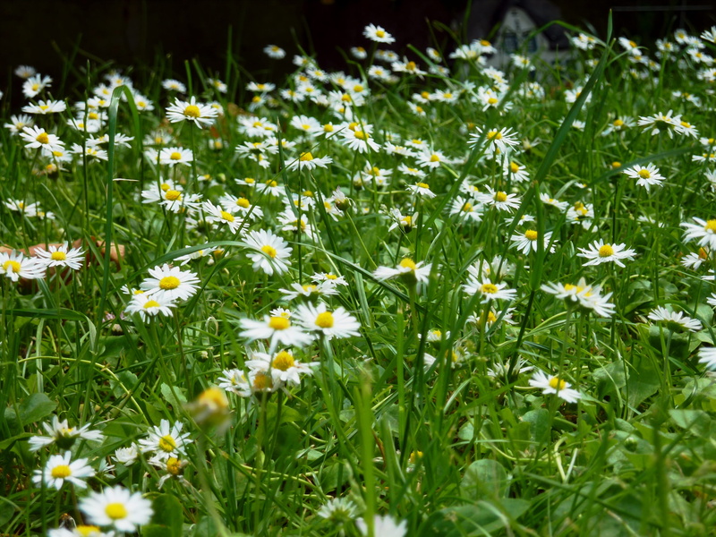 wild flower, bloom, Flowers, green color, Daisies, nature, outdoors, summer meadow, Meadow, white, flowerbed, Spring, fragility, land, 2K, growth, close-up