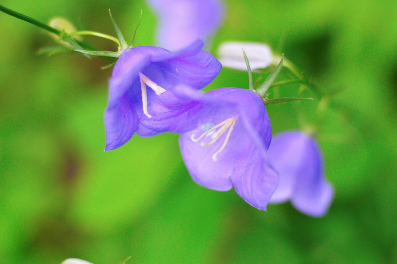 photosynthesis, beauty in nature, greens, bright, no people, flower head, nature, flowers of the field, outdoors, flowering plant, purity, petal, freshness