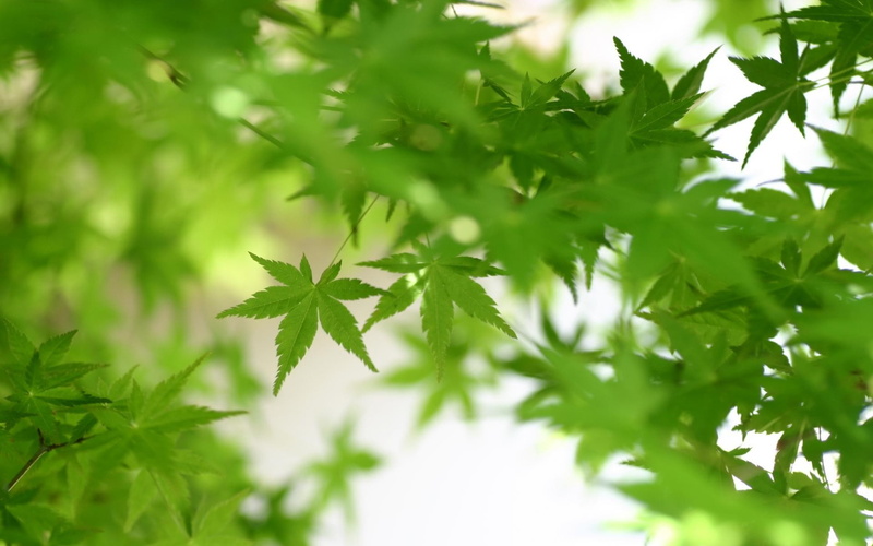 beauty in nature, 1080P, selective focus, freshness, tree, outdoors, no people, plant part, food, leaf, growth, food and drink, herb, photosynthesis, plants