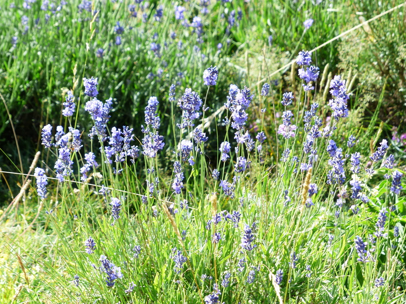 lavandula vera, close-up, no people, green color, nature, lamiaceae, growth, outdoors, 4K, photosynthesis, fragility, crop, true lavender, freshness, grass