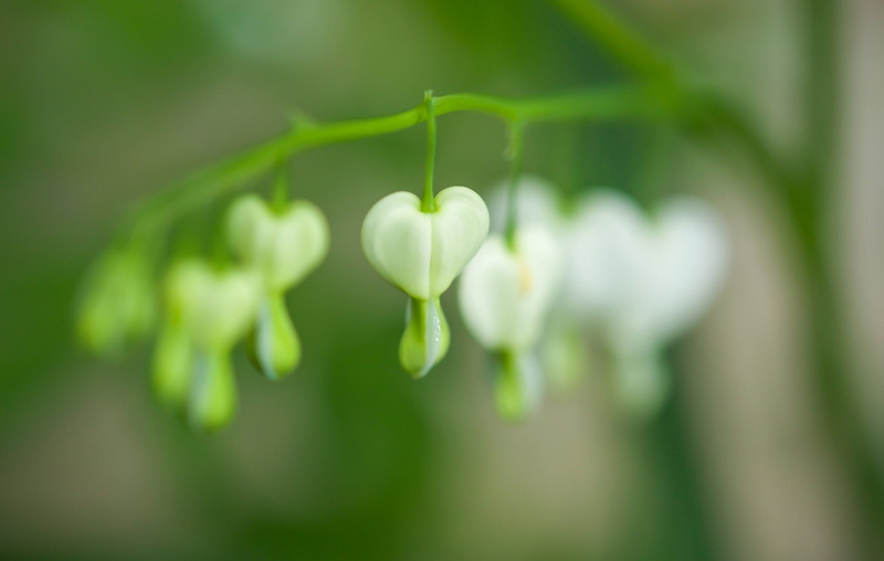 flowering plant, plant, growth, Bleeding Heart, Bleeding Hearts, plant part, green color, photosynthesis, freshness, nature, no people, day, Flower, beginnings