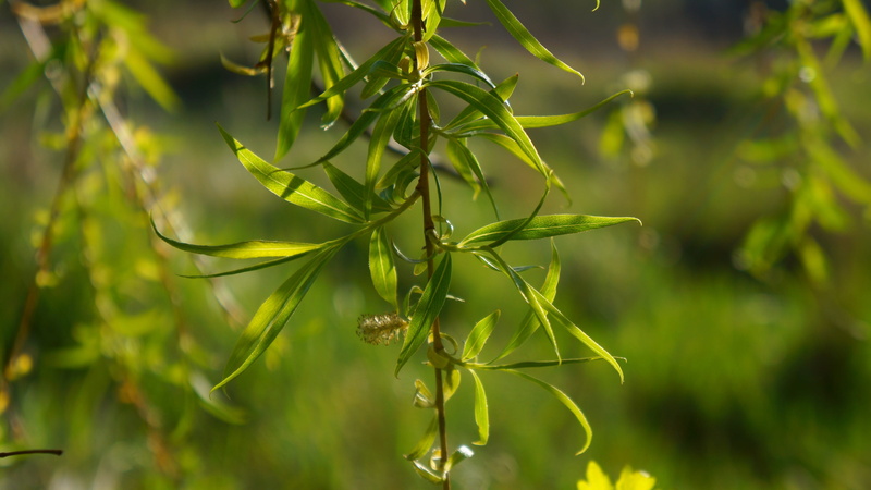 nature, freshness, beauty in nature, willow, green, plant, outdoors, twigs, vulnerability, no people, close-up, growth, leaflet, tranquility, plants, day