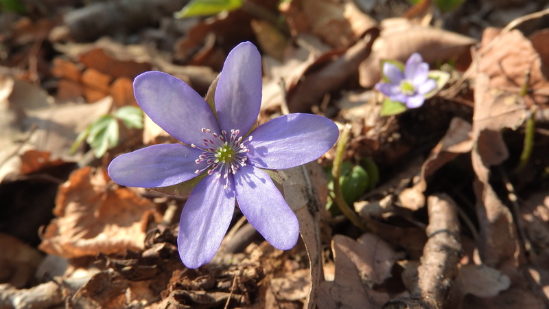 day, flowering plant, purple, focus on foreground, no people, anemone hepatica, podléška, spring aspect, hepatica nobilis, detail, fragility, vulnerability