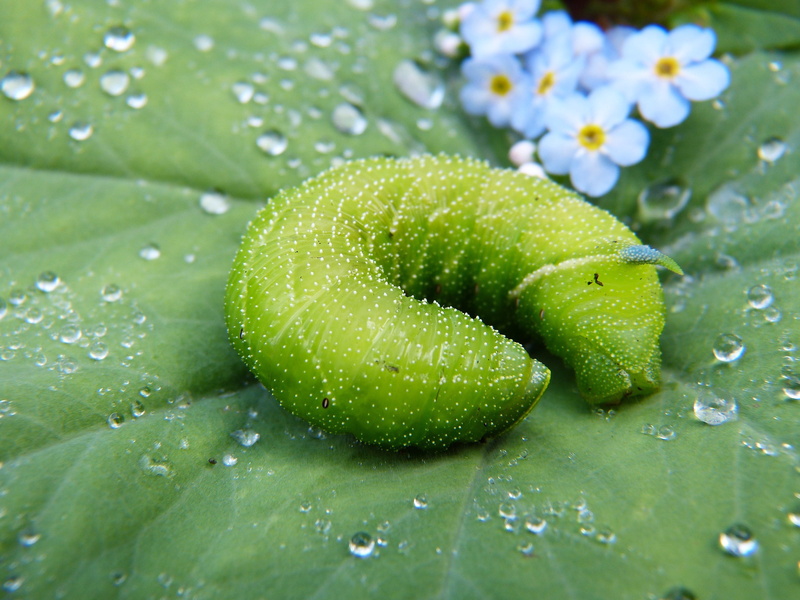 selective focus, caterpillar, flower, wet, protection of species, winch hawk moth, dewdrop, leaf veins, water, flowering plant, green, growth, raindrop