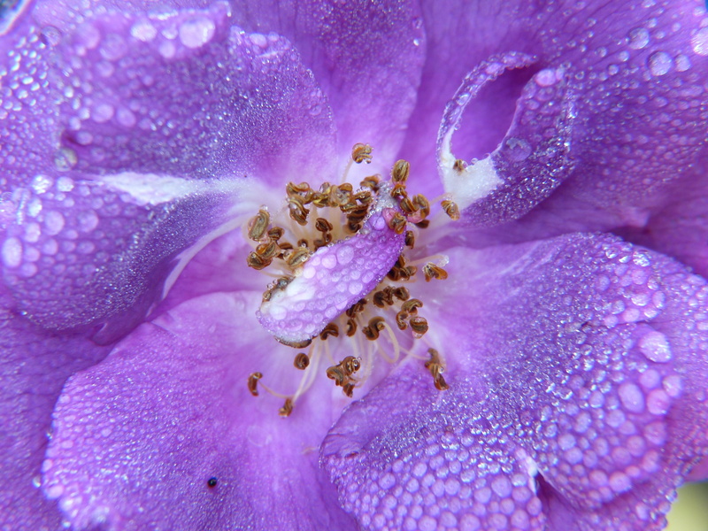 outdoors, purple, no people, bloom, effective microorganisms, nature conservation, dew, colorful, flower bed, gardeners, petal, frisch, 2K, greeting card