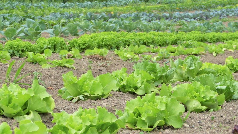 kohl, plant part, land, field, vegetable Garden, vegetarian, vegetable, cabbage, bless you, ground, vegetable growing, freshness, nature, eat, pesticidal