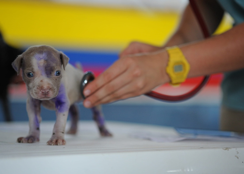 1080P, childhood, close-up, newborn, hand, puppy, human body part, vet, cute, medical care, domestic, little, indoors, child, one animal, stethoscope