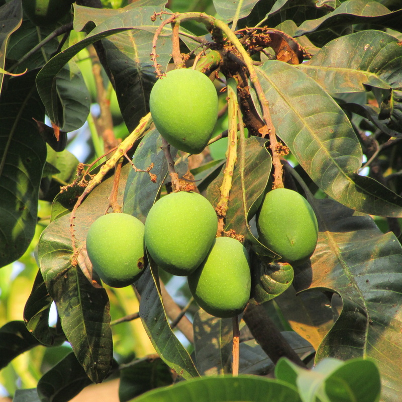 green color, natural, day, healthy eating, dharwad, mango bunch, health, no people, food and drink, food, fruit, raw, nutritious, tasty, fresh mango, growth